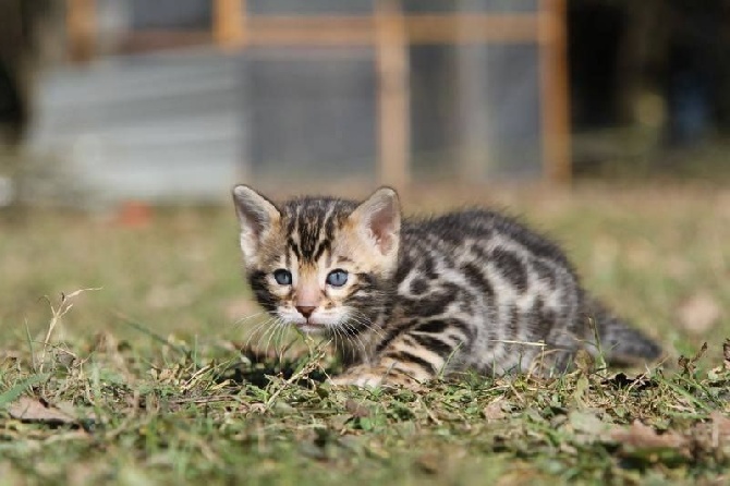 Elevage Du Domaine De Criska Eleveur De Chats Bengal