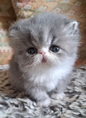 Chatterie des bidibulles  - Chaton disponible  - Exotic Shorthair