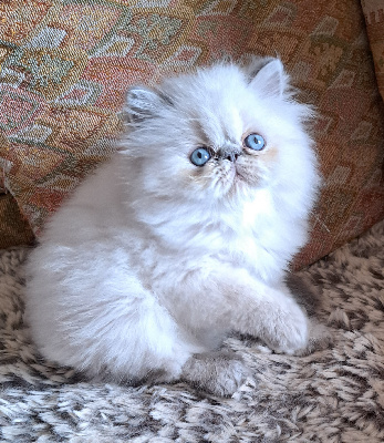 Chatterie des bidibulles  - Chaton disponible  - Exotic Shorthair