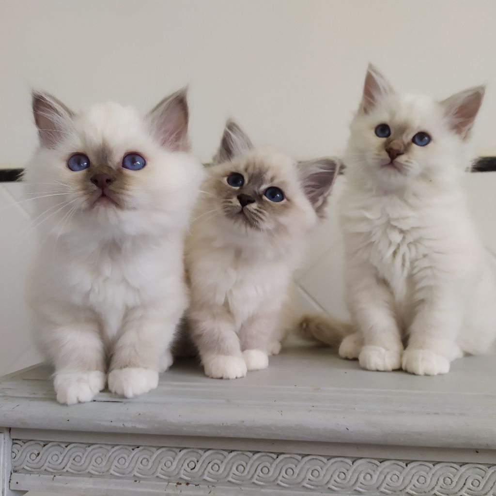 Du Chemin Secret - Nous n'avons plus de chatons birmans disponibles ! RDV en 2025