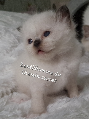 Du Chemin Secret - Chaton disponible  - Sacré de Birmanie