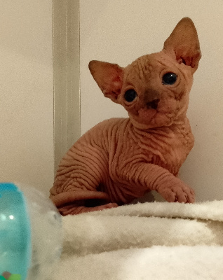 Du Royaume Du Sïam - Chaton disponible  - Sphynx