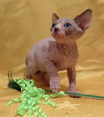 Du Royaume Du Sïam - Chaton disponible  - Sphynx