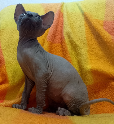 Du Royaume Du Sïam - Chaton disponible  - Sphynx