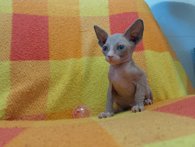 Du Royaume Du Sïam - Chaton disponible  - Sphynx