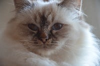 Louna Des Anges Birman