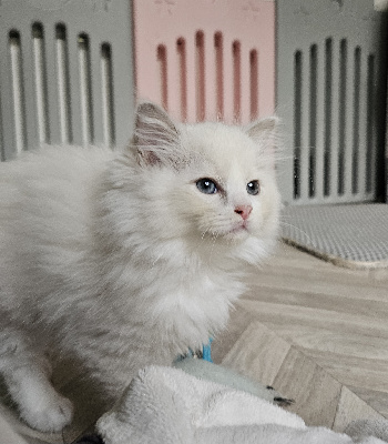 D'Axellyne - Chaton disponible  - Ragdoll