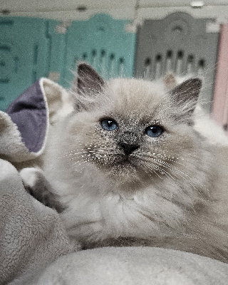 D'Axellyne - Chaton disponible  - Ragdoll