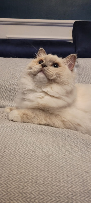 D'Axellyne - Chaton disponible  - Ragdoll