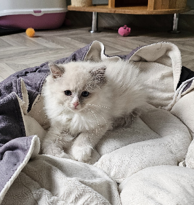 D'Axellyne - Chaton disponible  - Ragdoll