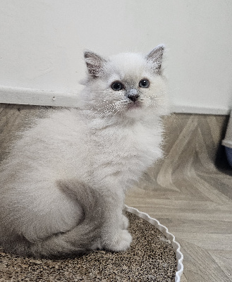 D'Axellyne - Chaton disponible  - Ragdoll