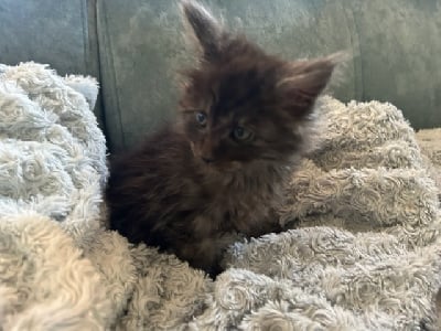 Du DomaineDeMaëlle - Chaton disponible  - Maine Coon