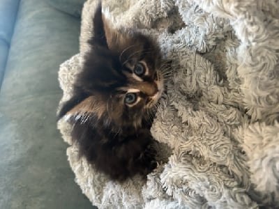 Du DomaineDeMaëlle - Chaton disponible  - Maine Coon