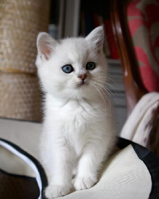 CHATON - British Shorthair et Longhair