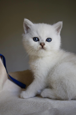 Du Lauragais - Chaton disponible  - British Shorthair et Longhair