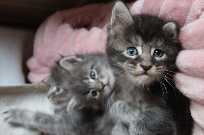 CHATON - Maine Coon