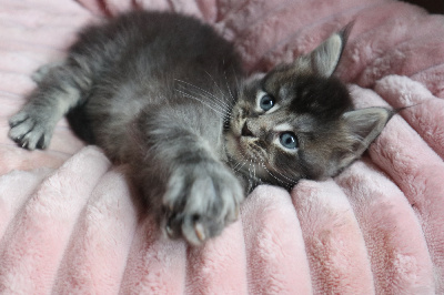 CHATON - Maine Coon