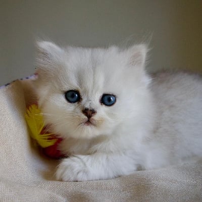 Du Lauragais - Chaton disponible  - British Shorthair et Longhair