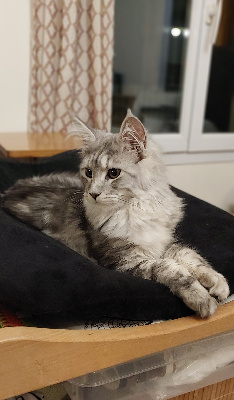 Du Domaine Du Vannetin - Chaton disponible  - Maine Coon