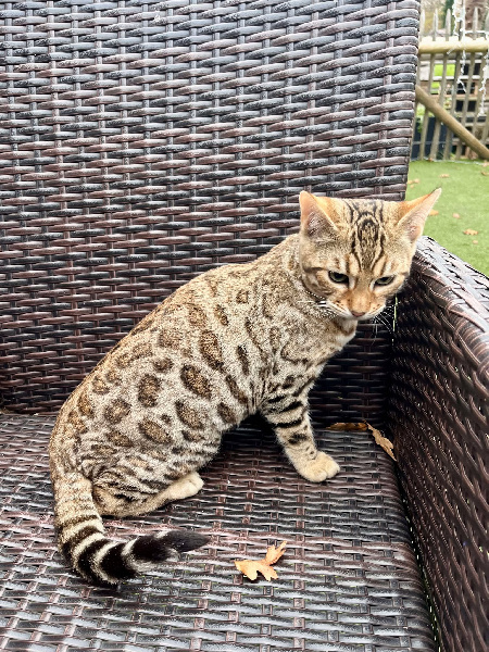 chaton Bengal Beauty Wild