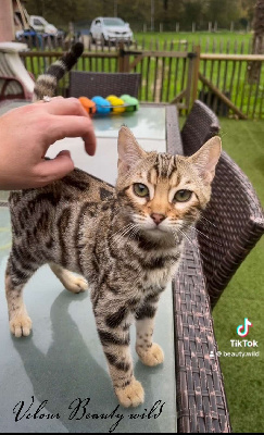 Beauty Wild - Chaton disponible  - Bengal