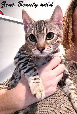 Beauty Wild - Chaton disponible  - Bengal