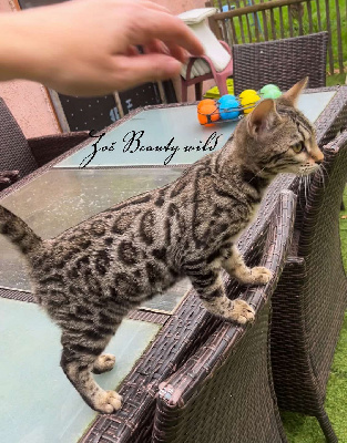 Beauty Wild - Chaton disponible  - Bengal