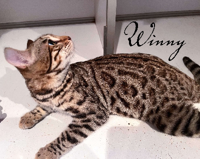 Beauty Wild - Chaton disponible  - Bengal