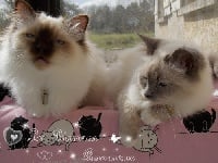 Des Birmans Amoureux Choupie