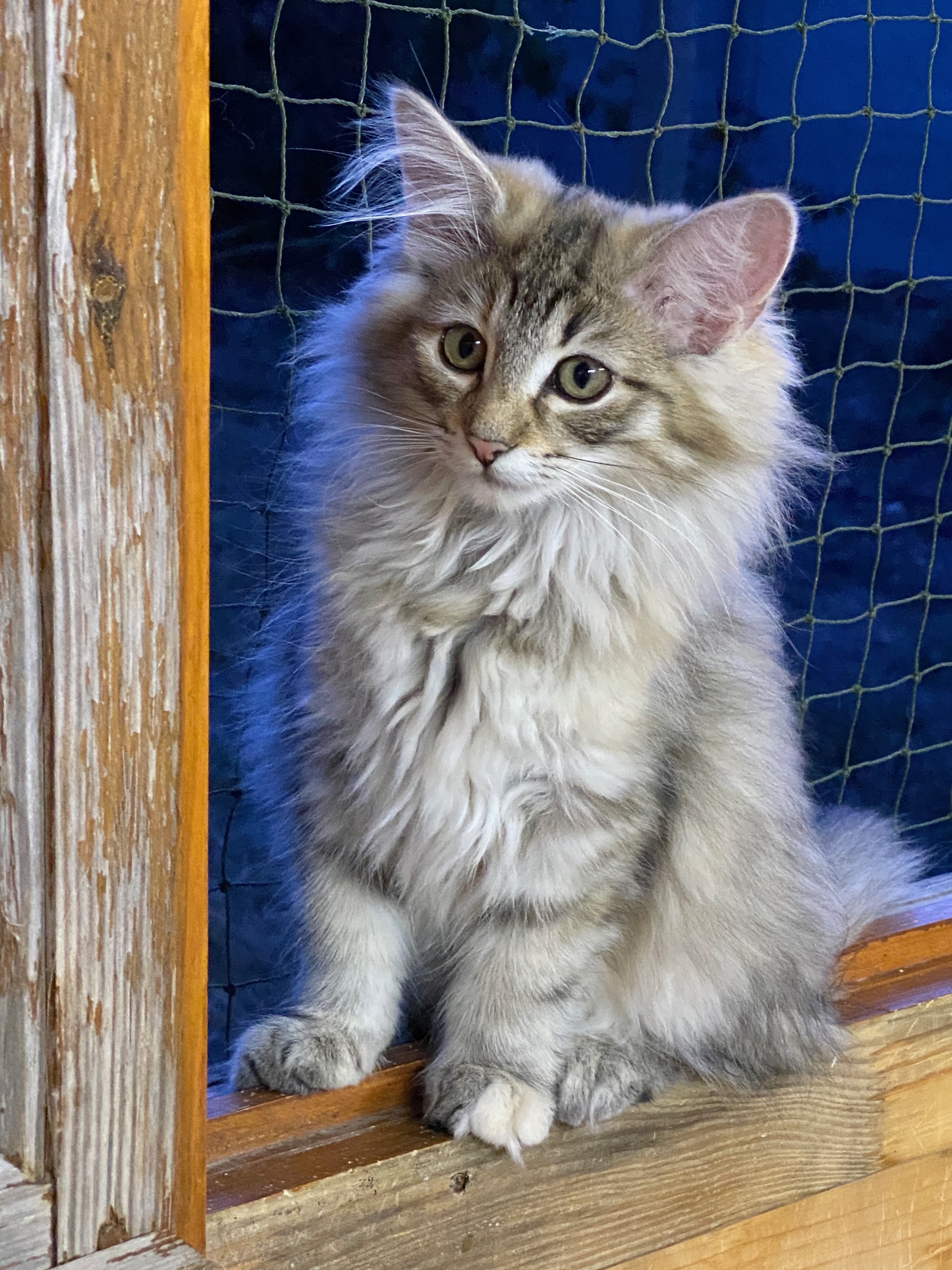 élevage chat norvégien rhône-alpes