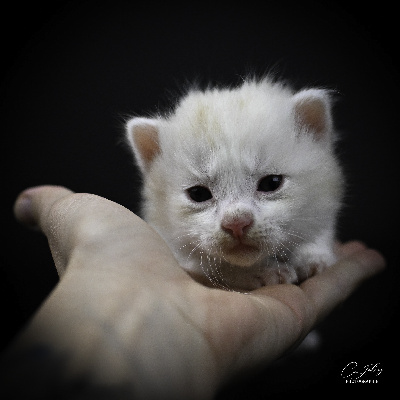 De Jolioz - Chaton disponible  - Kurilian Bobtail poil court et poil long