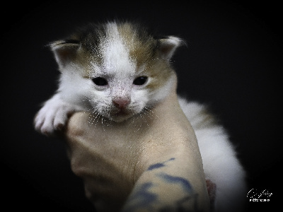 De Jolioz - Chaton disponible  - Kurilian Bobtail poil court et poil long