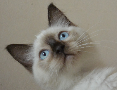 Calaquendi Dolls - Chaton disponible  - Ragdoll