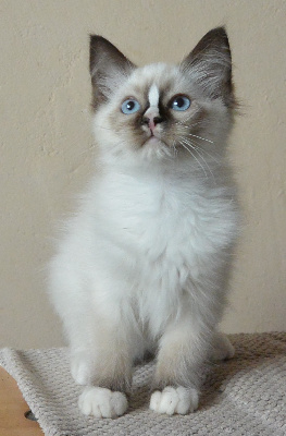 Calaquendi Dolls - Chaton disponible  - Ragdoll