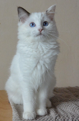 Calaquendi Dolls - Chaton disponible  - Ragdoll