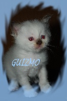 Guizmo