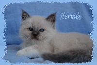 Hermès