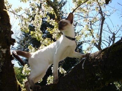 du Domaine des Touraines - dernières expositions : le printemps d'HARLEY