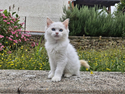 Des Rives Du Viaur - Chaton disponible  - Ragdoll