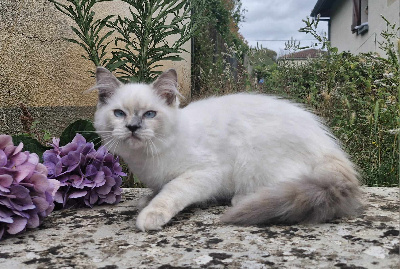 Des Rives Du Viaur - Chaton disponible  - Ragdoll