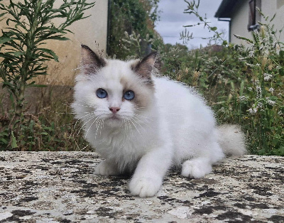 Des Rives Du Viaur - Chaton disponible  - Ragdoll