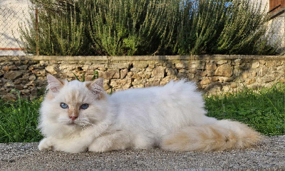 Des Rives Du Viaur - Chaton disponible  - Ragdoll