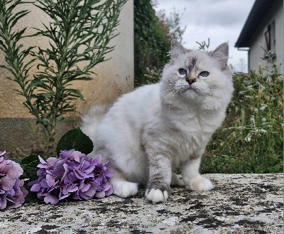 Des Rives Du Viaur - Chaton disponible  - Ragdoll