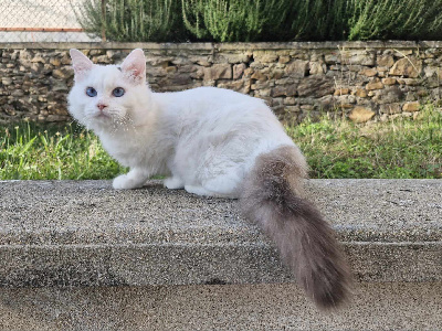 Des Rives Du Viaur - Chaton disponible  - Ragdoll