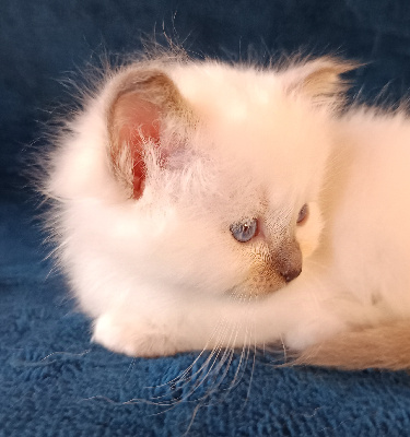 Dublasondivin - Chaton disponible  - Sacré de Birmanie