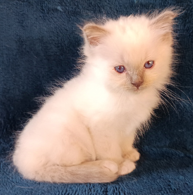 CHATON - Sacré de Birmanie