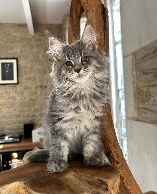 by Lullicat's - Chaton disponible  - Maine Coon