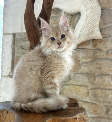 by Lullicat's - Chaton disponible  - Maine Coon