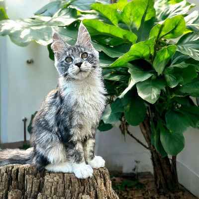 by Lullicat's - Chaton disponible  - Maine Coon