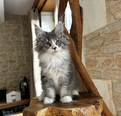 by Lullicat's - Chaton disponible  - Maine Coon